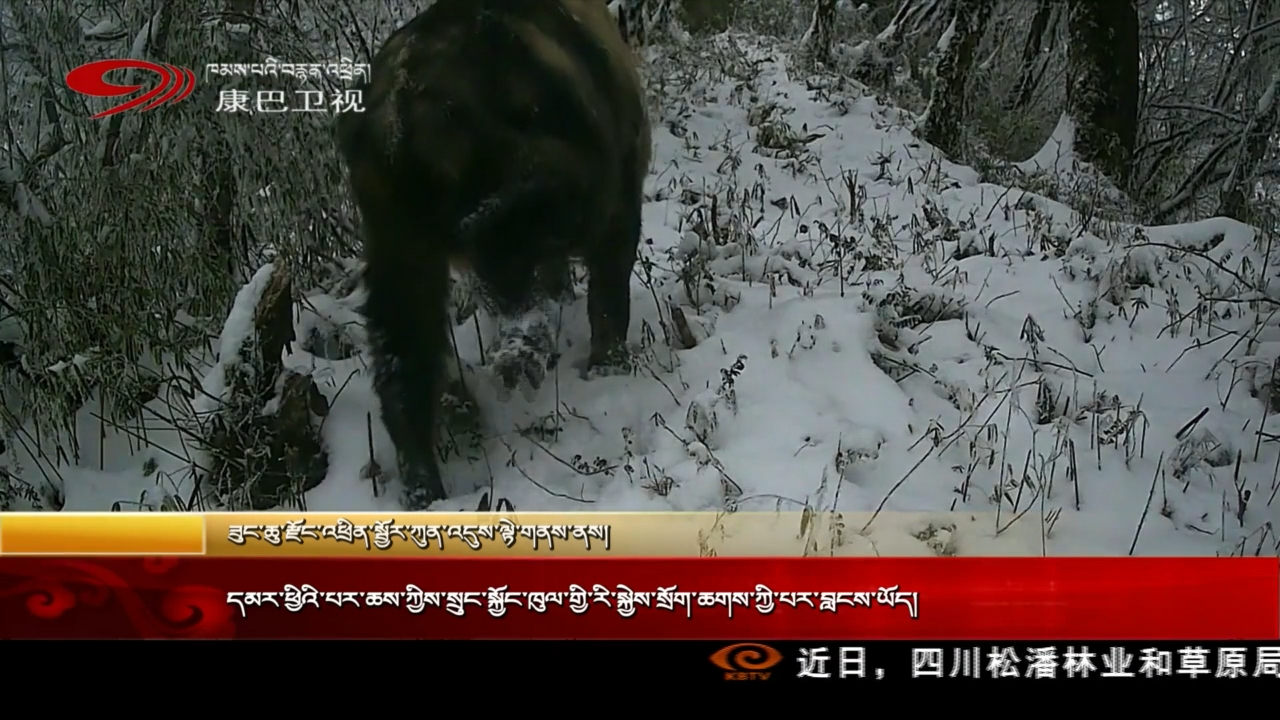 དམར་ཕྱིའི་པར་ཆས་ཀྱིས་སྲུང་སྐྱོང་ཁུལ་གྱི་སྐྱེས་སྲོག་ཆགས་ཀྱི་པར་བླངས་ཡོད།