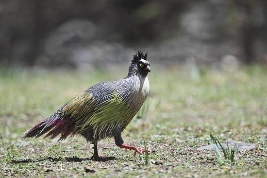Man turns birdwatching into booming business in NW China's Qinghai