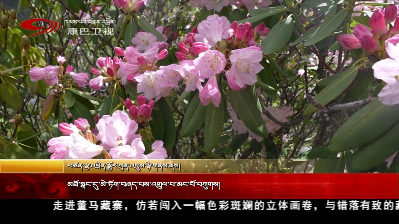 མཐོ་སྒང་དུ་མེ་ཏོག་བཞད་པས་འགྲུལ་པ་མང་པོ་བཀུགས།