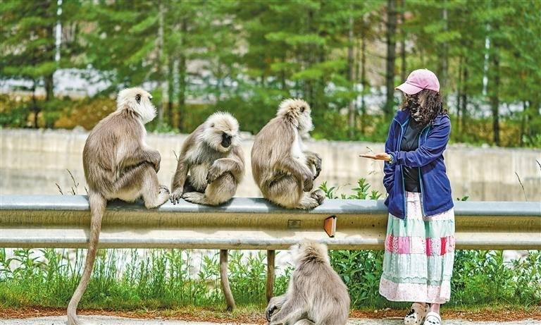 西藏亞東：長尾葉猴下山“會客”