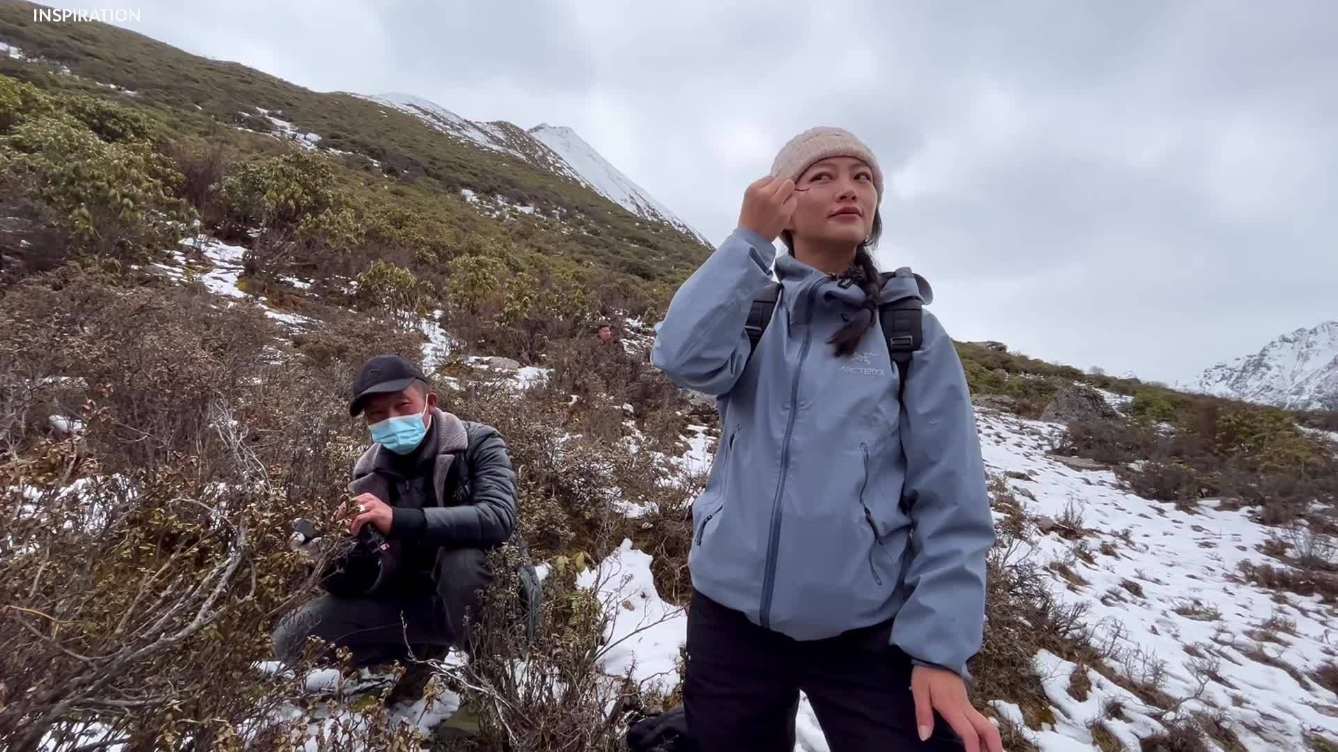 Digging for cordyceps in Xiaojin County, Aba