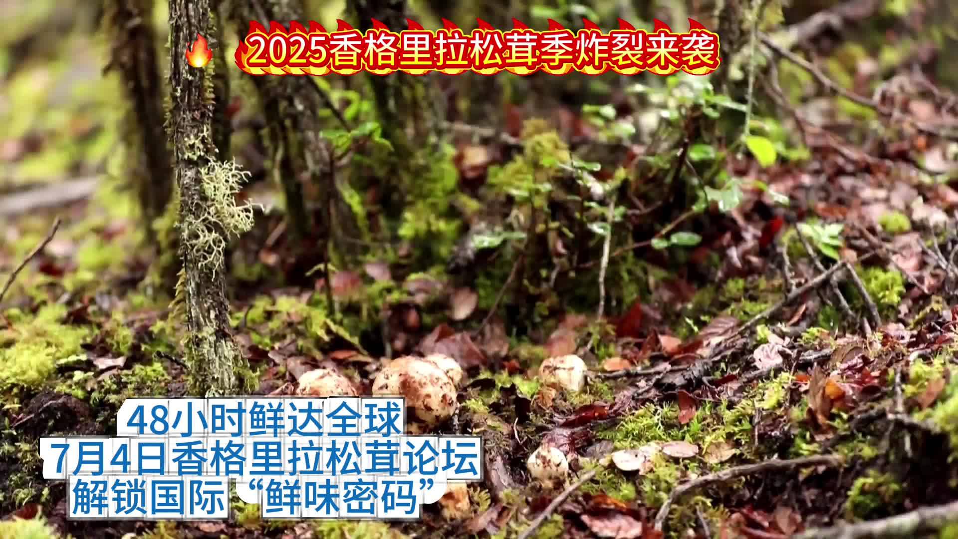 7 月 4 日  香格里拉松茸論壇要來了！