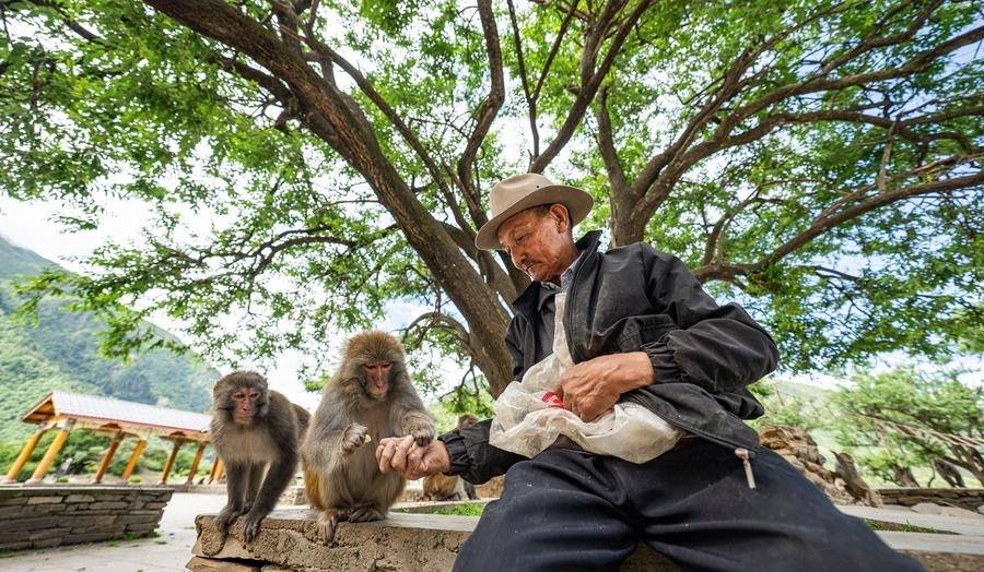 InXizang | Twenty-five years of love: Tibetan Grandpa guards wild macaques
