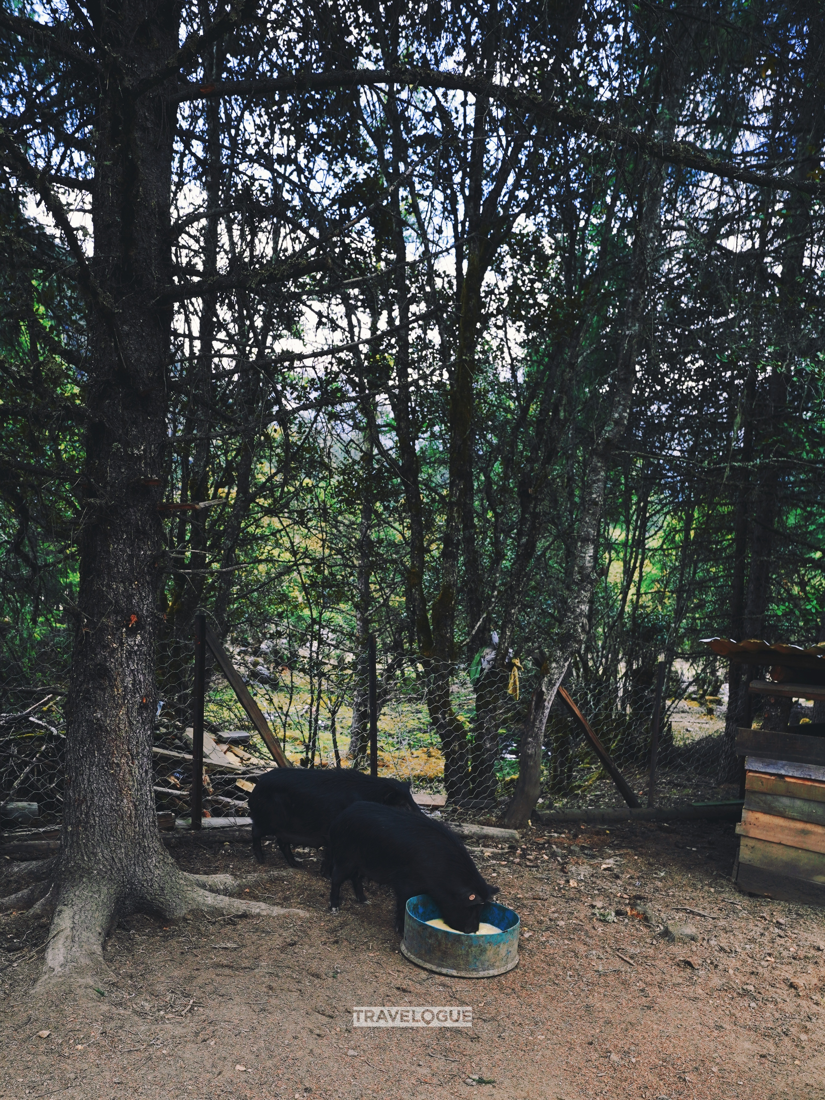 The scenery of a farm in Nyingchi, Xizang /CGTN