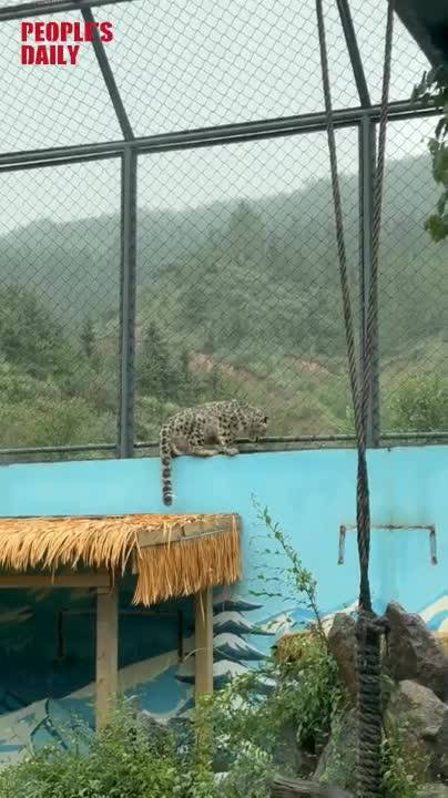 Rescued injured snow leopard cub's will to live stuns internet
