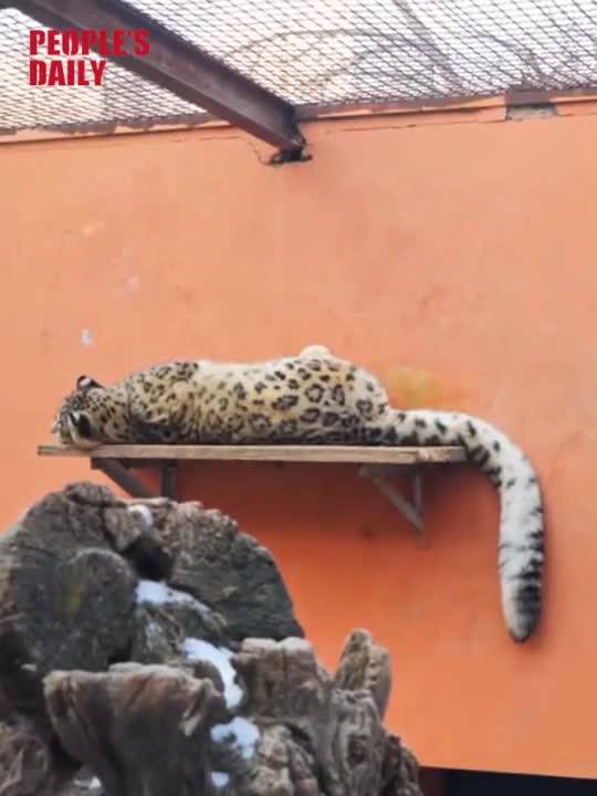 From hurt to healed: True rescue tales from real-life Zootopia