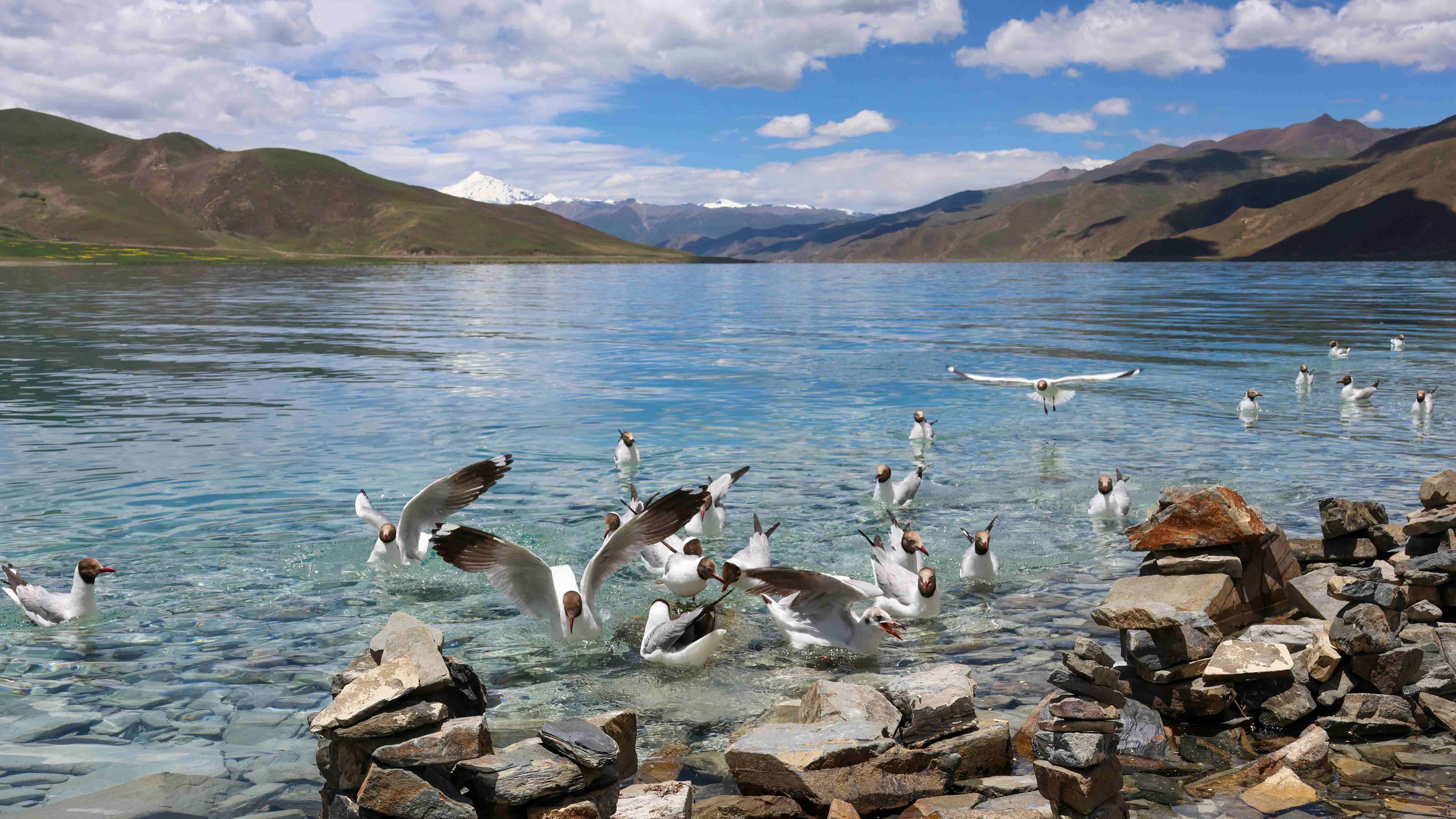 The symphony of life on the 'Roof of the World'