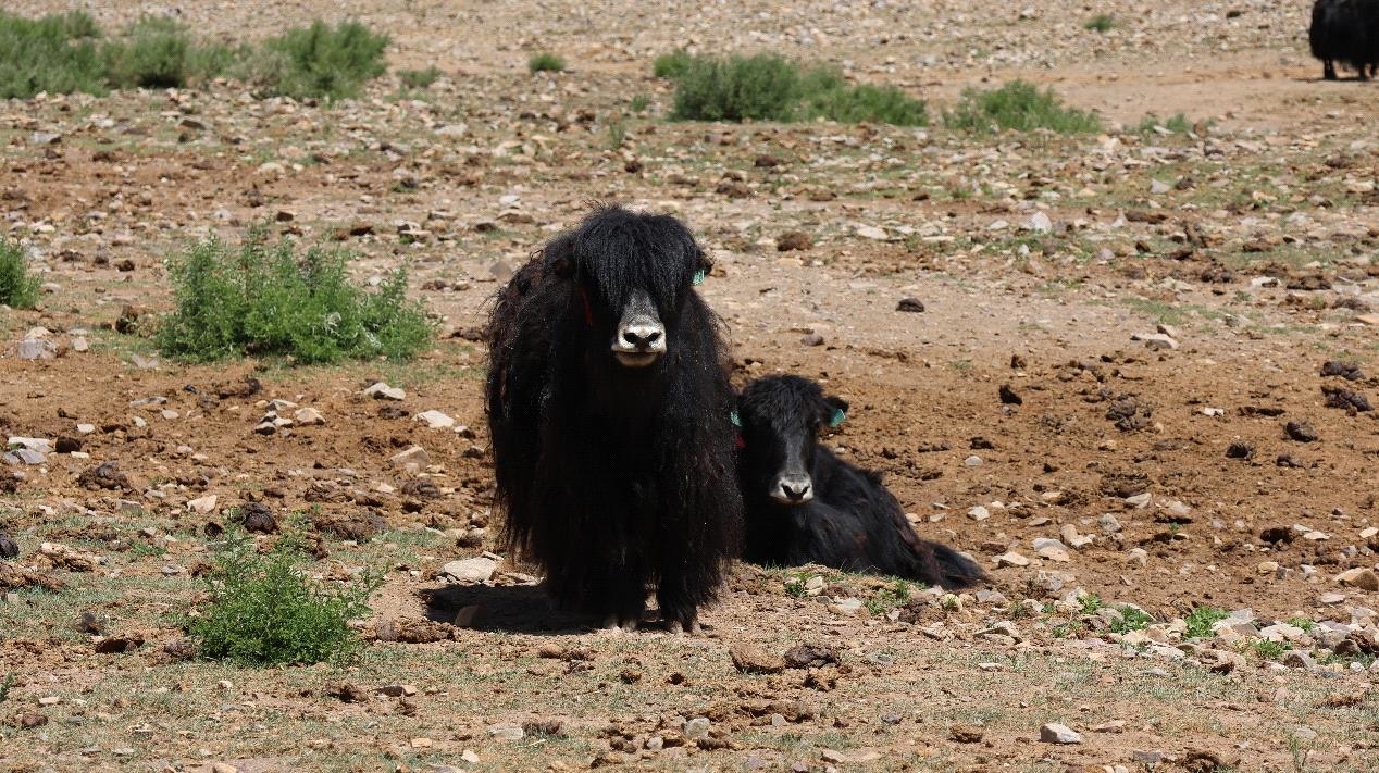 Yaks in Lhunzhub County, Lhasa. /CGTN