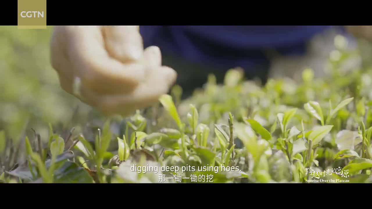 From leaf to butter tea: Cao Aiping