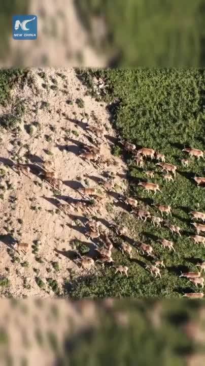 Rare white-lipped deer roam freely in Qinghai's highlands