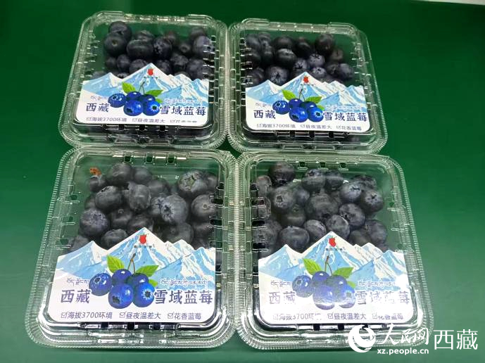 西藏雪域蓝莓。罗雨欣摄