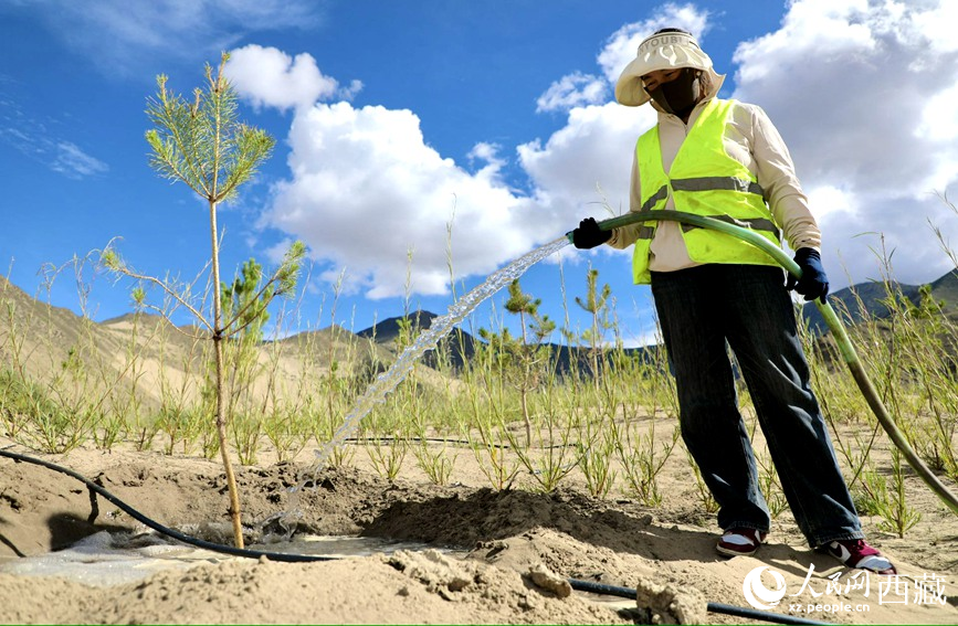 Massive tree-planting effort transforms barren mountains in SW China's Xizang