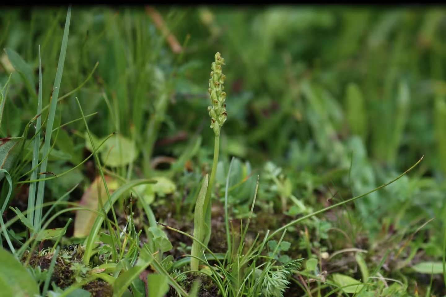 两种兰科植物首次现身大熊猫国家公园卧龙片区