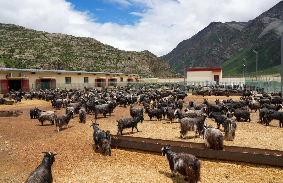 A goat breeding base in Qamdo City, southwest China's Xizang Autonomous Region, July 20, 2025. /Xinhua