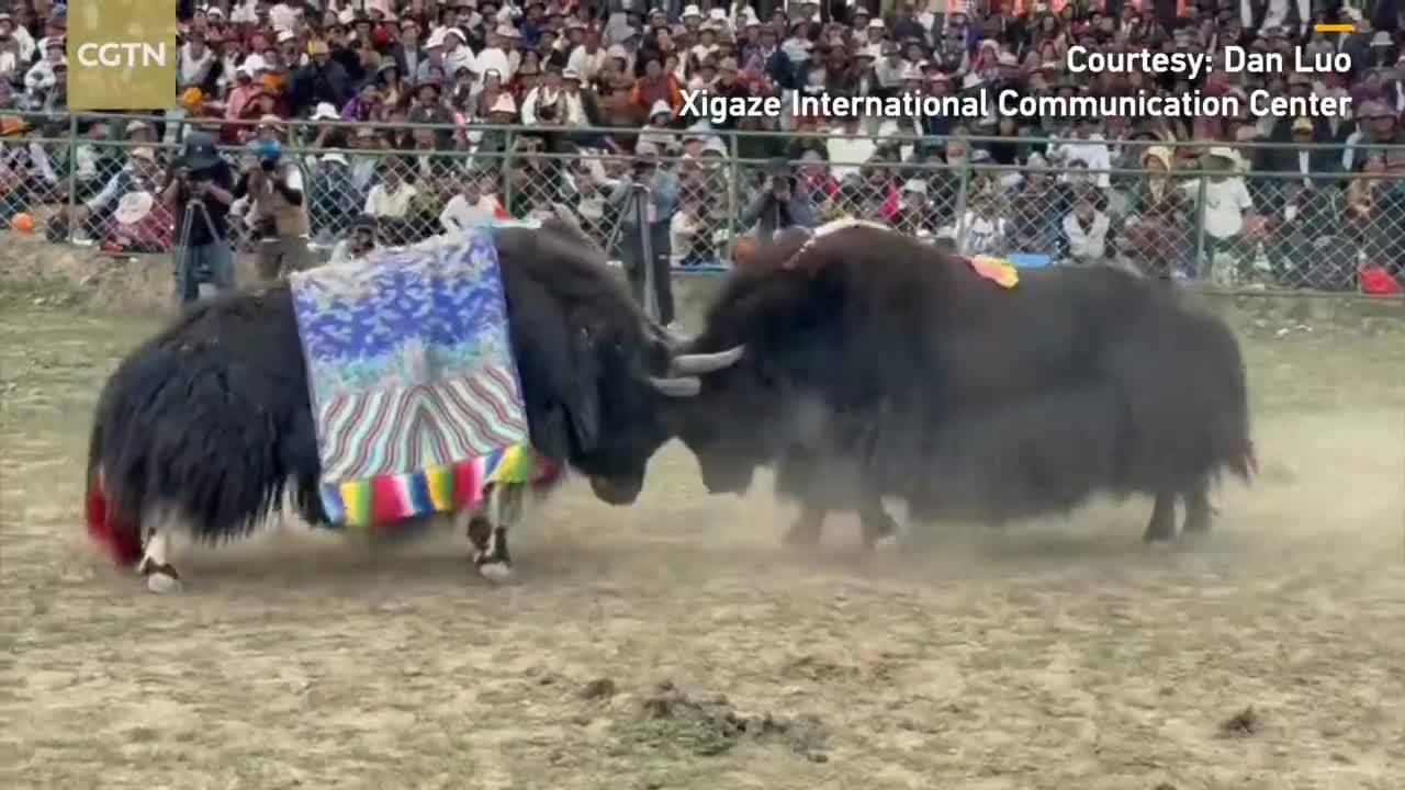 Yak-fighting festival held in China's Xizang