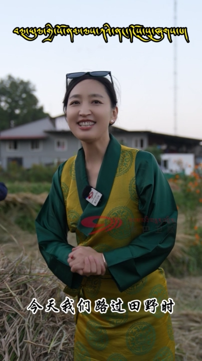 The harvest season in the Nepalese fields is the most vivid essence of everyday life