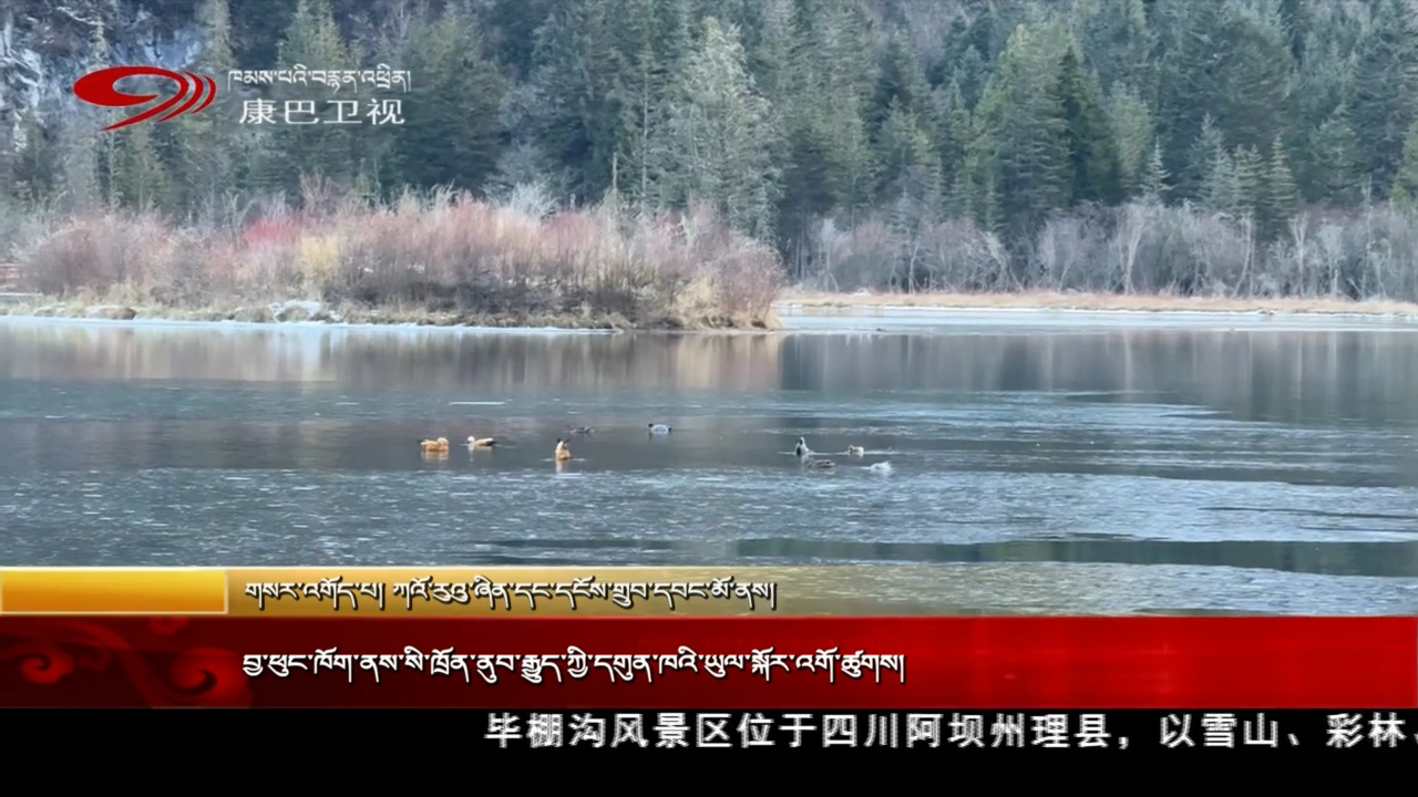 བྱ་ཕུང་ཁོག་ནས་སི་ཁྲོན་ནུབ་རྒྱུད་ཀྱི་དགུན་ཁའི་ཡུལ་སྐོར་འགོ་ཚུགས།