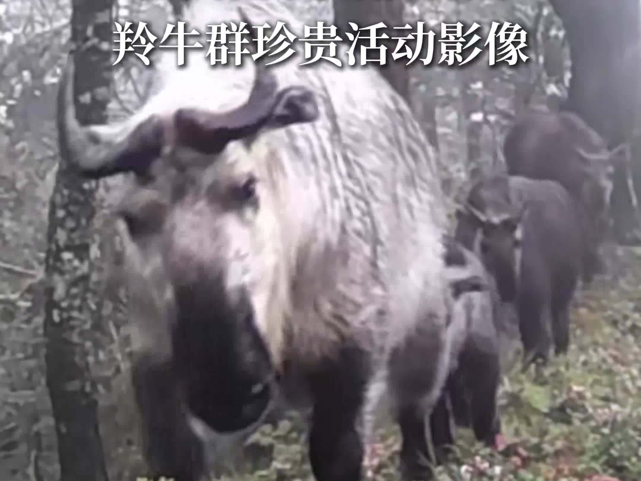 An infrared camera at the Minjiangyuan National Wetland Park Sichuan's Aba has captured images of a group of takins
