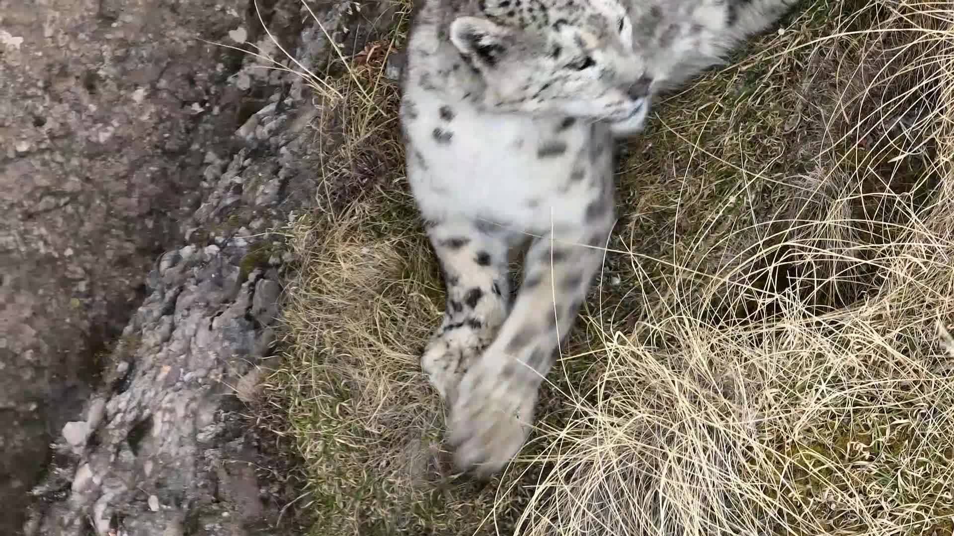 Snow leopard's pleasant life in the wild