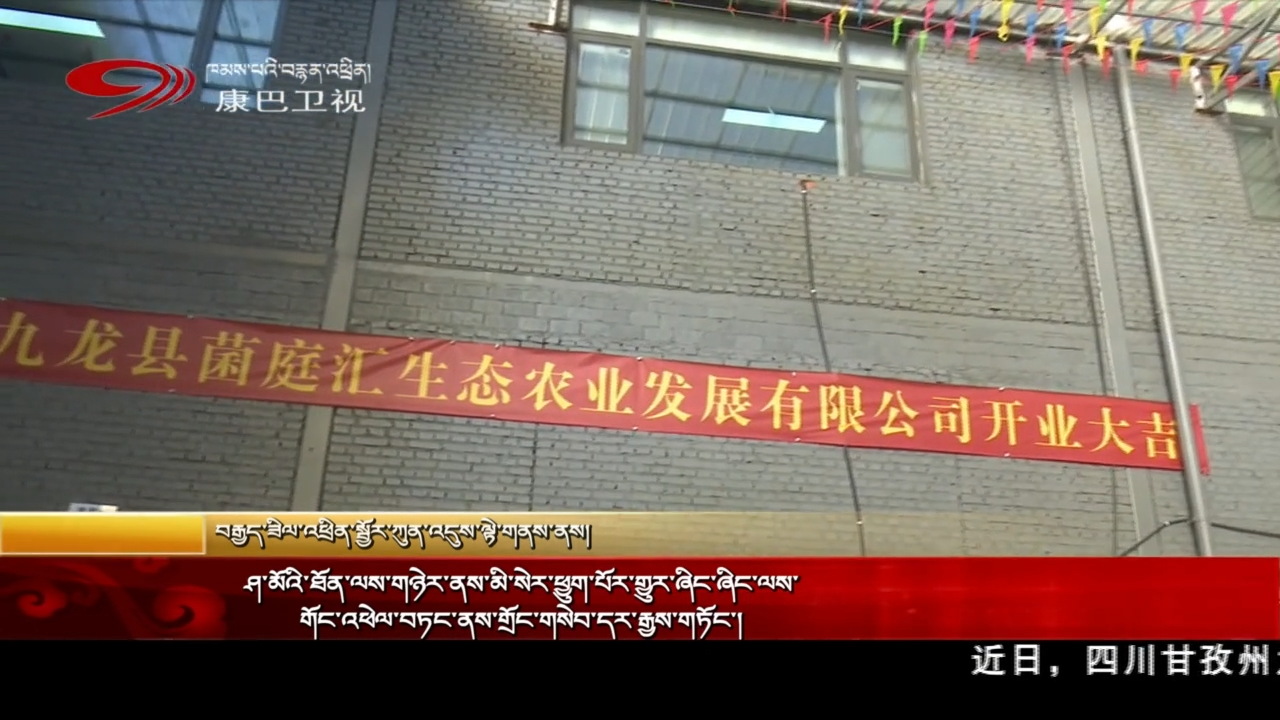 ཤ་མོའི་ཐོན་ལས་གཉེར་ནས་མི་སེར་ཕྱུག་པོར་གྱུར་ཞིང་ཞིང་ལས་གོང་འཕེལ་བཏང་ནས་གྲོང་གསེབ་དར་རྒྱས་གཏོང་།