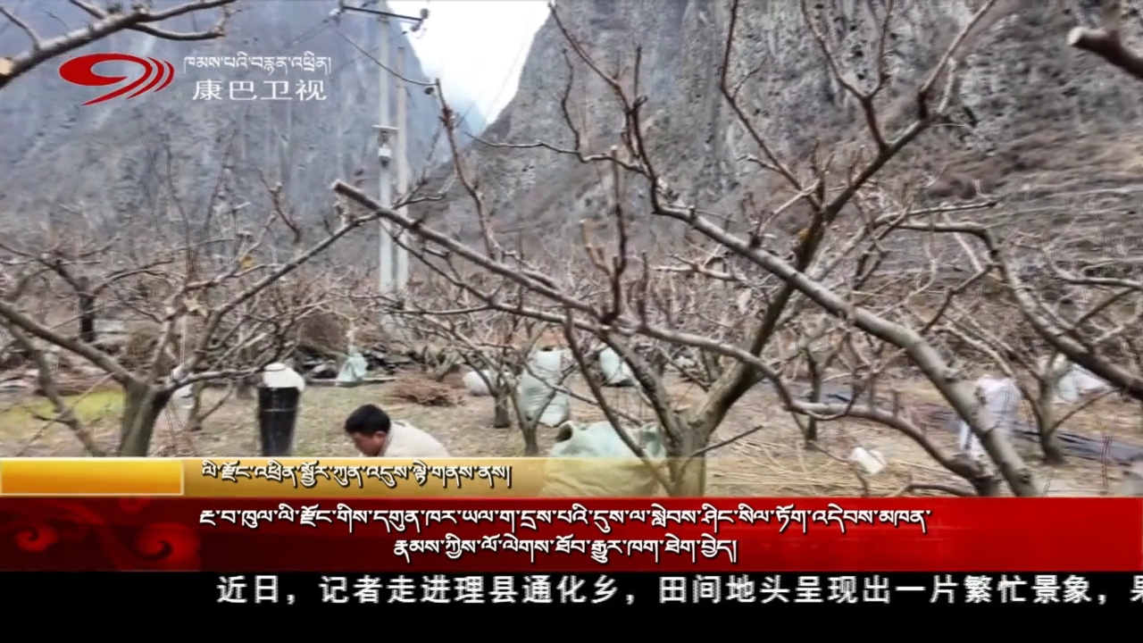 རྔ་བ་ཁུལ་ལི་རྫོང་གིས་དགུན་ཁར་ཡལ་ག་དྲས་པའི་དུས་ལ་སླེབས་ཤིང་སིལ་ཏོག་འདེབས་མཁན་རྣམས་ཀྱིས་ལོ་ལེགས་ཐོབ་རྒྱུར་ཁག་ཐེག་བྱེད།