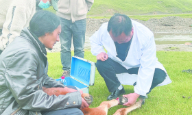 把论文写在高原草甸上的“金川牦牛”