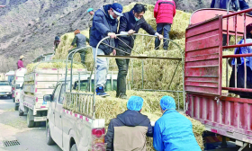 500余吨“暖心草”送抵牧区——金川县全力保障牲畜安全越冬