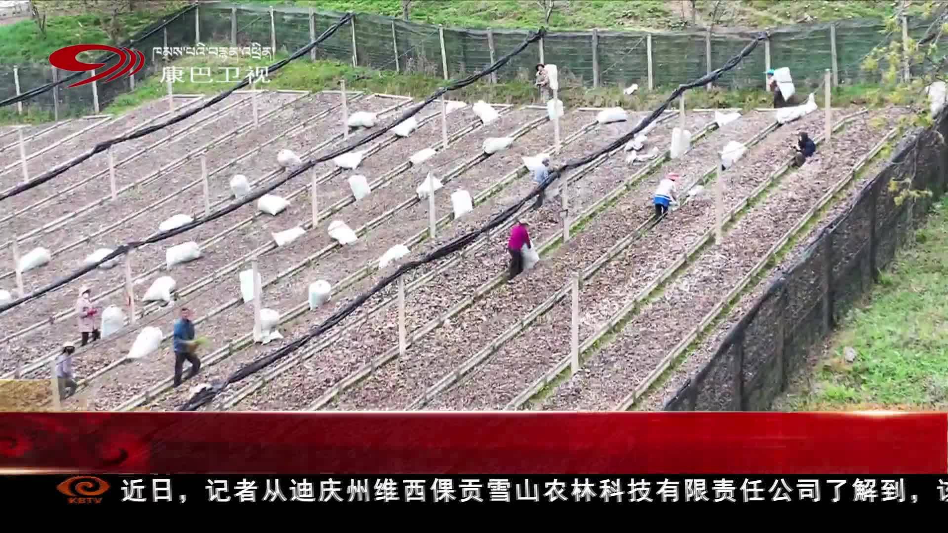 ཤ་མོ་ཅན་ཧྲུའུ་ཆིང་བདེ་ཆེན་ཁུལ་འབའ་ལུང་རྫོང་དུ་ཚོད་འདེབས་བྱས།