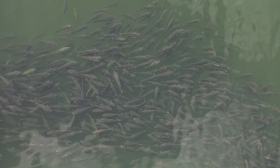 岷江青神段现“鱼跃春江”,工作人员:可遇不可求!