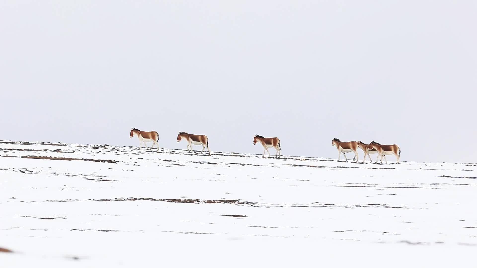 A large herd of Tibetan wild donkeys stroll in the white landscape in Yushu City, Qinghai Province
