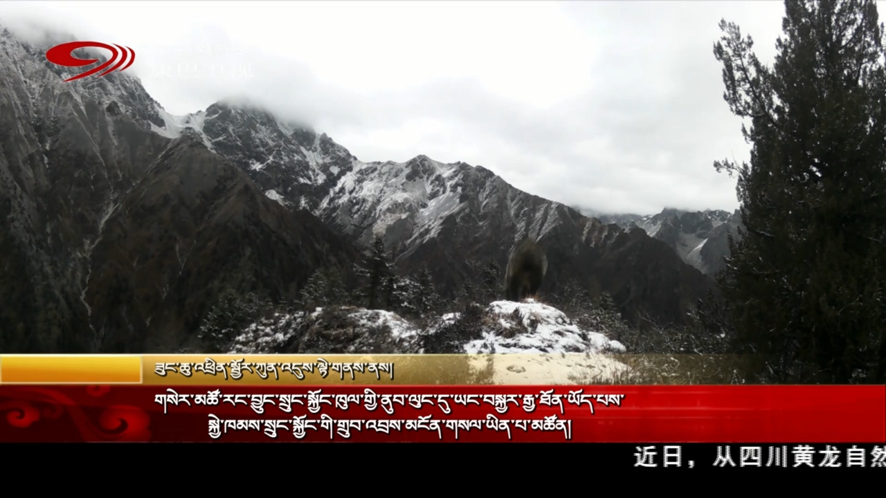 གསེར་མཚོ་རང་བྱུང་སྲུང་སྐྱོང་ཁུལ་གྱི་ནུབ་ལུང་དུ་ཡང་བསྐྱར་རྒྱ་ཐོན་ཡོད་པས་སྐྱེ་ཁམས་སྲུང་སྐྱོང་གི་གྲུབ་འབྲས་མངོན་གསལ་ཡིན་པ་མཚོན།