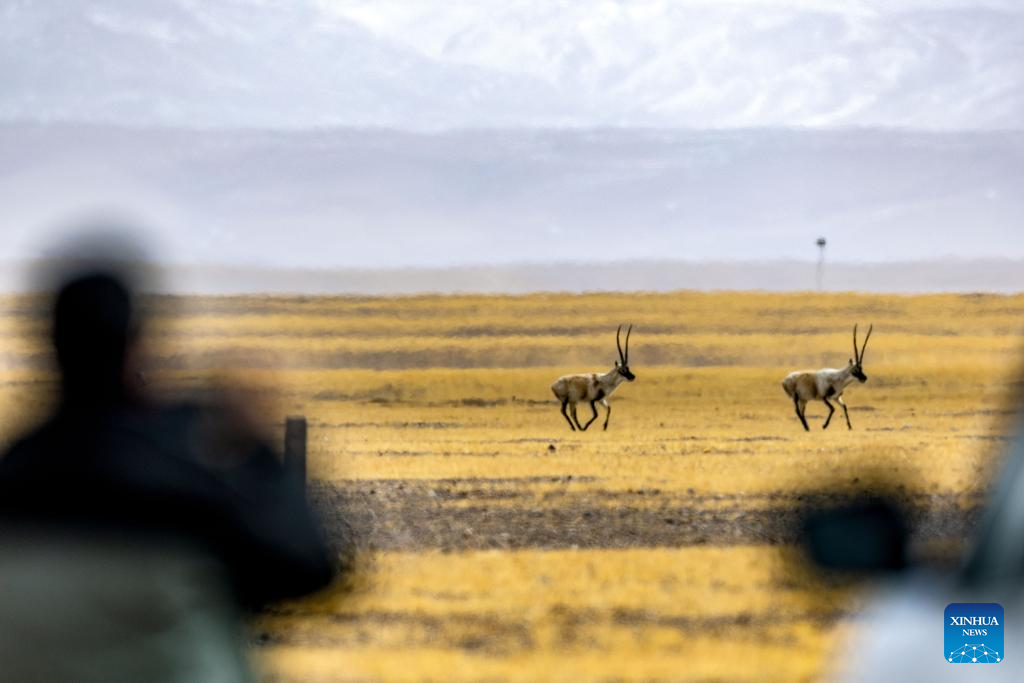 Guardians of ecosystem in Xizang's nature reserve