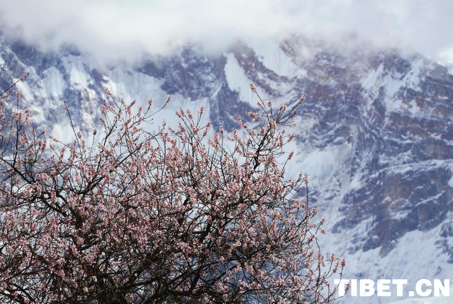 Spring Arrives in Suosong Village at Foot of Mount Namjagbarwa