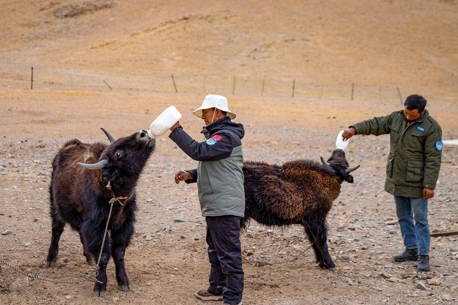 InXizang | Conservation officers safeguard ecosystem in SW China's Changtang reserve