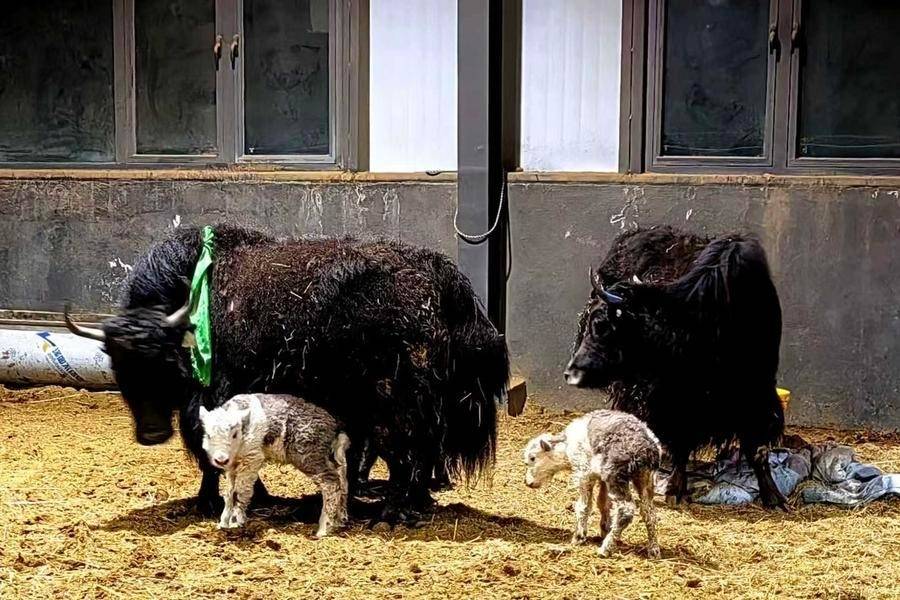 China achieves large-scale births of cloned yaks