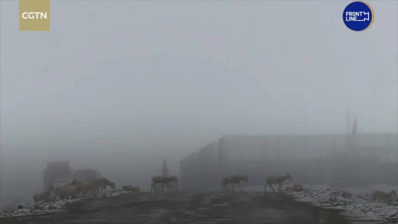 2026 Tibetan antelope migration begins