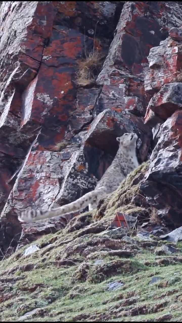 A beautiful snow leopard was filmed in Zhidoi County, Yushu City, Qinghai on June 7, 2026
