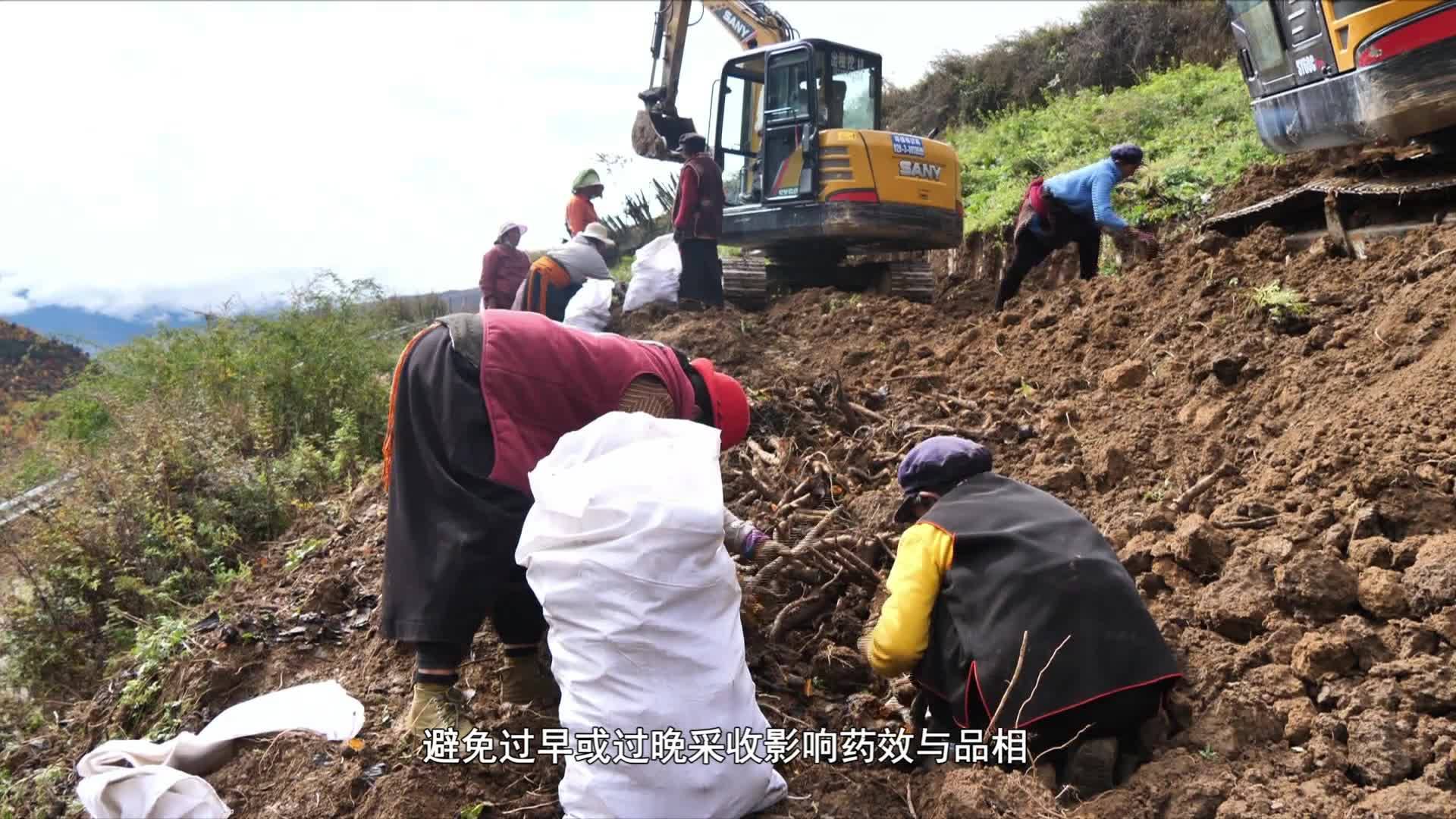 云丹科普苑260603高清播出版
