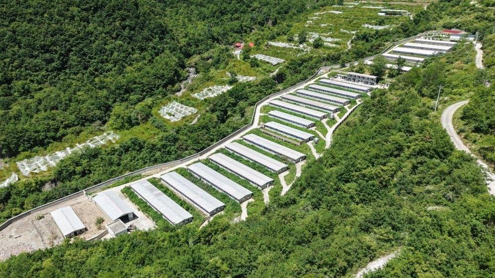 四川色湾藏香活大猪首次进入澳门市场