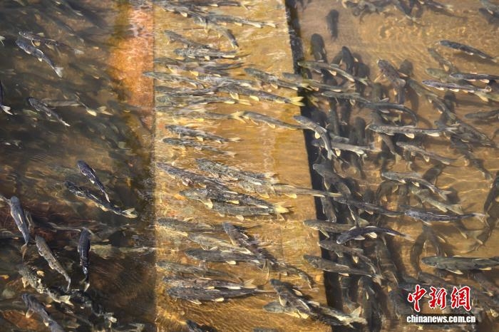 青海湟鱼洄游季鱼群逆流产卵