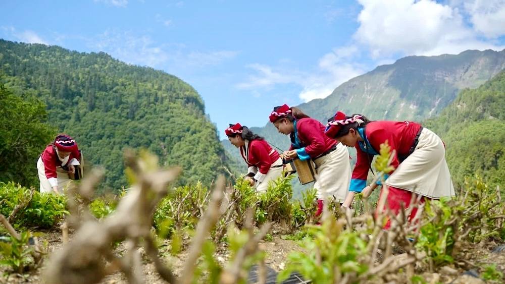 Pairing assistance brings industries, jobs to remote area in SW China's Xizang