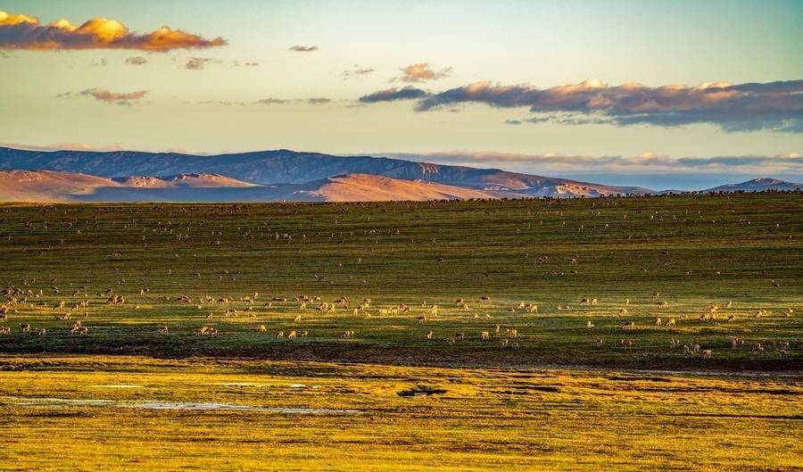 InXizang | Tibetan antelopes cross Senlong Zangbo River in annual migration