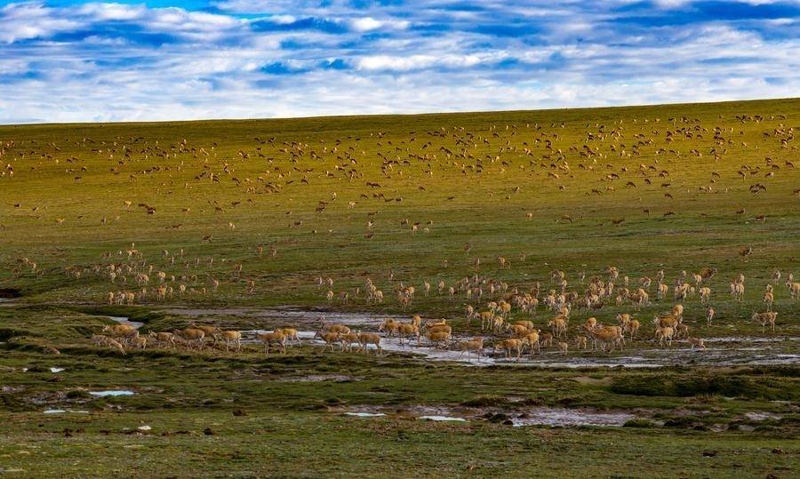 Letter from Lhasa: The calf in the current