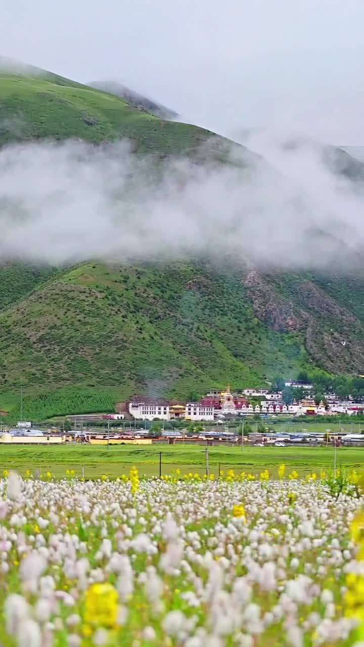 In July, flowers are in full bloom on Bathang Grassland in Yushu City, Qinghai province