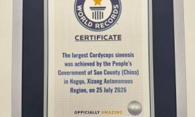西藏索县产出单根最重野生虫草 斩获吉尼斯世界纪录认证
