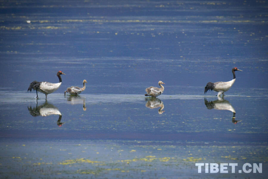 Black-necked Cranes in Nagqu: A Dance of Life at 4,700 Meters Above Sea Level