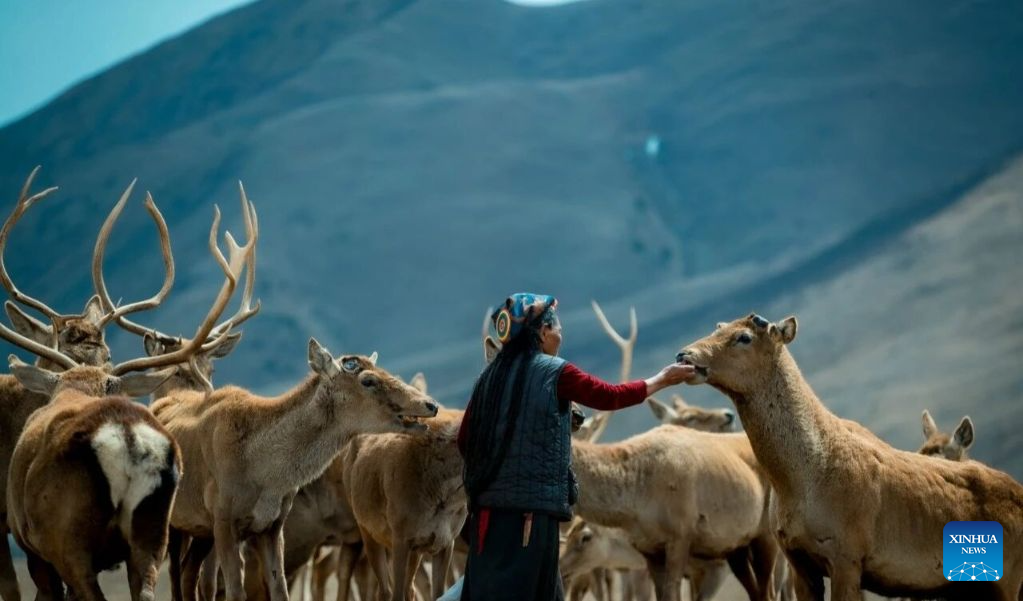 Xizang Story: Legacy of love -- A family's 55-year dedication to red deer reserve in Xizang