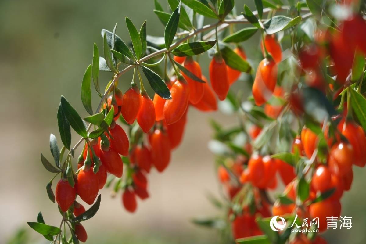 Goji berry industry thriving in NW China's Qinghai