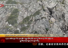 དཀར་མཛེས་ཁུལ་རོང་བྲག་རྫོང་བརྒྱ་གཅིག་གྲོང་རྡལ་དུ་ཐེངས་དང་པོར་གནའ་བ་ཁྱུ་ཚོགས་ཀྱི་བརྙན་ཕབ་ཐུབ་ཡོད།