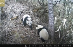 Multiple wild giant pandas spotted in Sichuan nature reserve